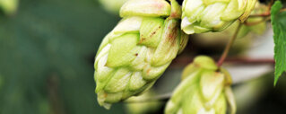 Hopfen